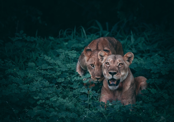 Lions Mother and cub Chobe National Park Botswana Photo credit to Geran De Klerk
