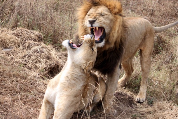 Lions roaring at each other 