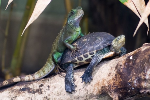 Literal Animal Porn Just a confused chinese water dragon on a turtle 