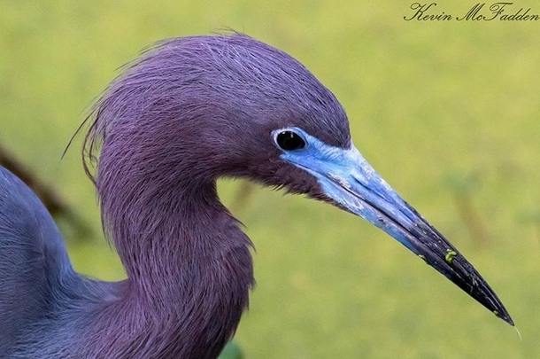 Little Blue Heron - breeding colors - Beautiful