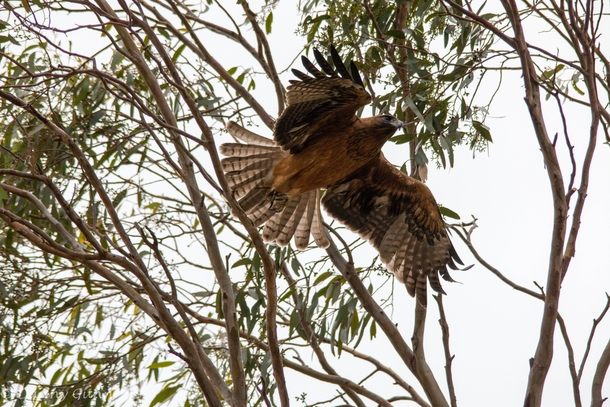 Little Eagle Hieraaetus morphnoides in flight 