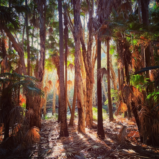 Littoral rainforest in the golden light of late afternoon Arakoon NSW Australia oc x