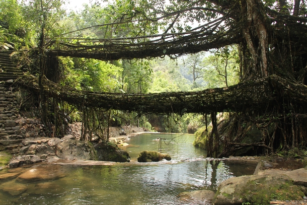 Living root bridges in Nongriat village Meghalaya 
