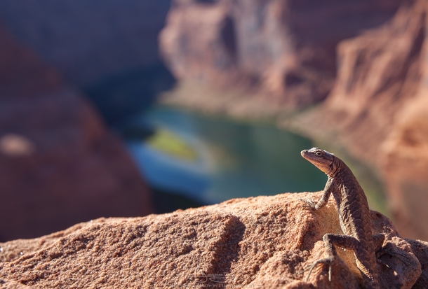 Lizard enjoying the Colorado river landscape at Horseshoe Bend Arizona 
