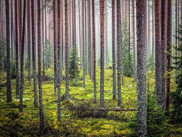 Lnsi-Aure Finland by Jekaterina L  