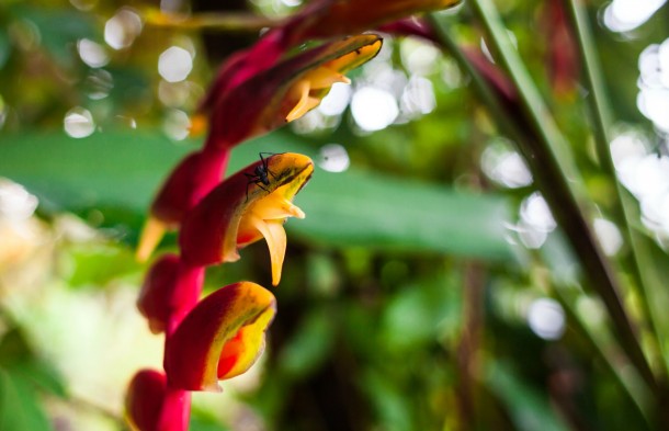 Lobster Claw - Heliconia rostrata 