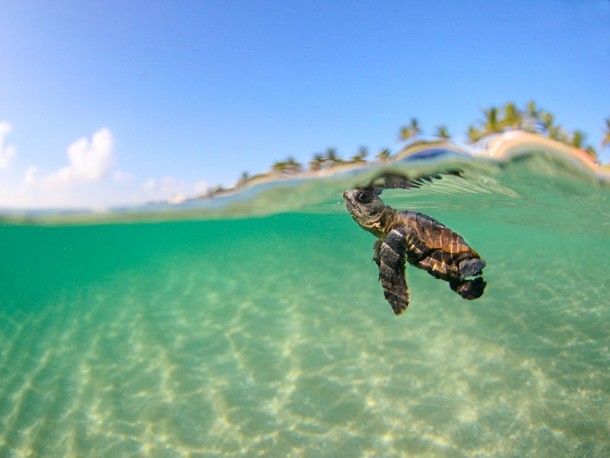 Loggerhead Sea Turtle Florida 
