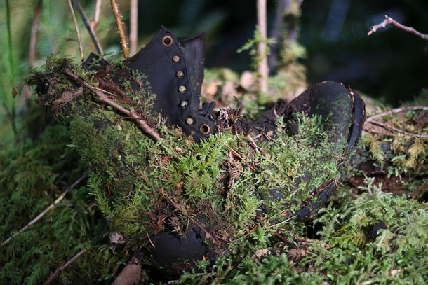 Loggers boot found in the woods