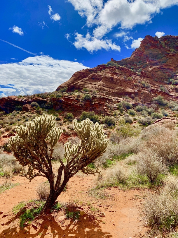 Lone cactus tree in Southern Utah Utah 