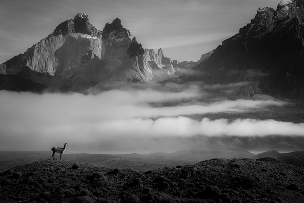 Lone Guanaco - Patagonia Chile 