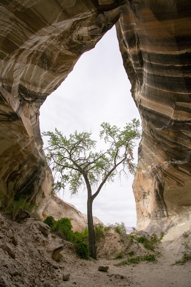 Lone tree growing in a cave in the desert Page AZ 