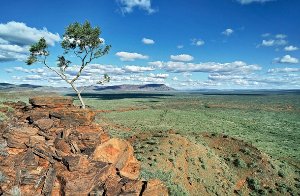 Lone Tree Hamersley Ranges Western Australia 