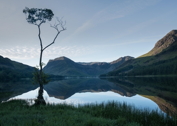 Lone Tree Lake District UK 