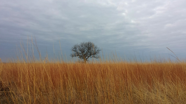 Lone tree on the Oklahoma plains 