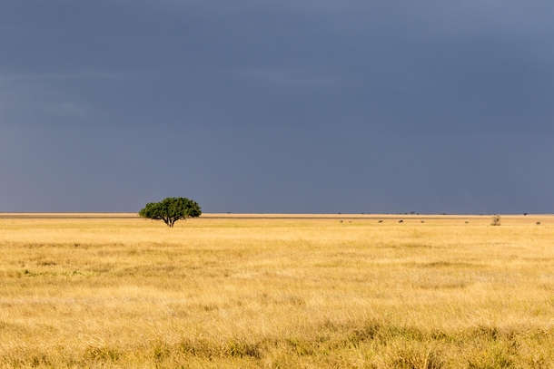 Lone tree on the Serengeti 
