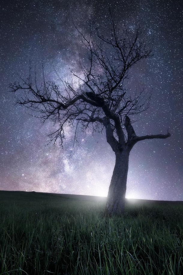 Lone tree under the Milky Way southern Germany 