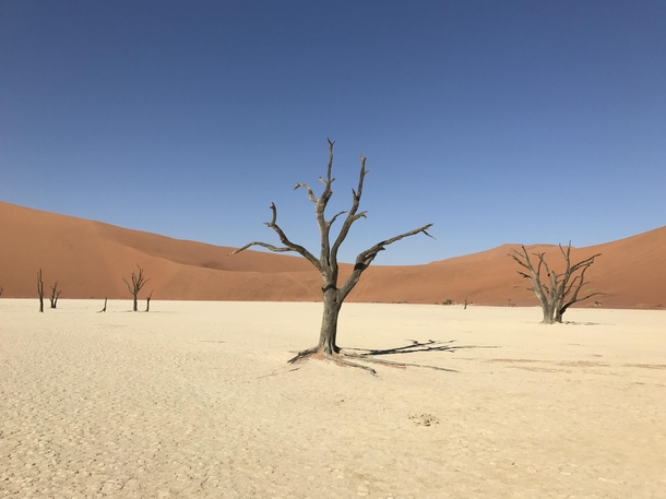 Lonely Ancient Trees Namibia    