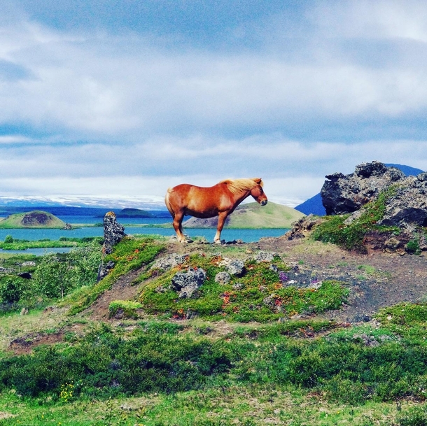 Lonely horse near Myvatn lake Iceland
