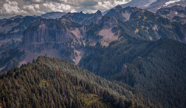 Lonely red tree  Mount Rainier National Park - Washington USA   x 