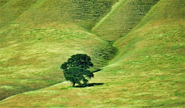 Lonely tree in California mountains 