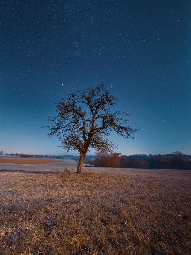 Lonesome fruit tree withstanding frosty nights Germany 