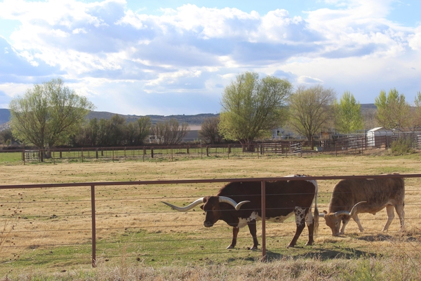 Longhorns in New Mexico