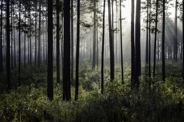 Longleaf Pine in the Mist Mississippi USA 