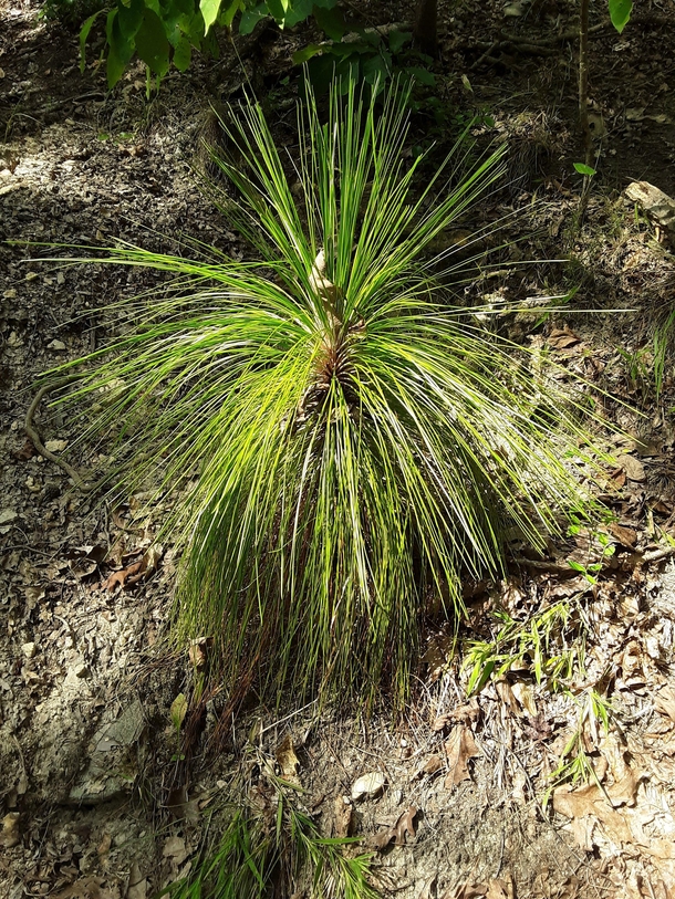 Longleaf pine   infant in the woods at McIntosh Reserve in metro Atlanta 