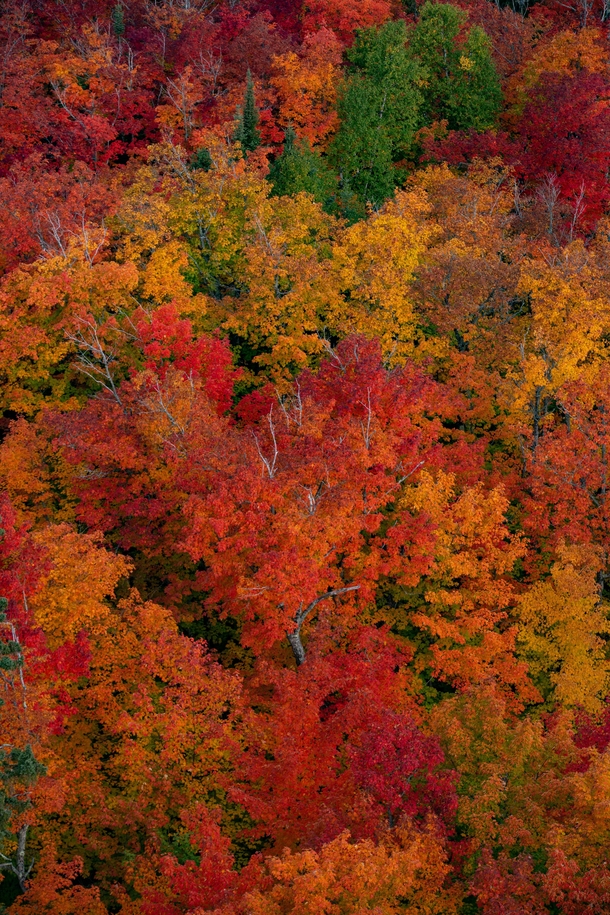 Looking down on vibrant fall colors near Lusten Minnesota 