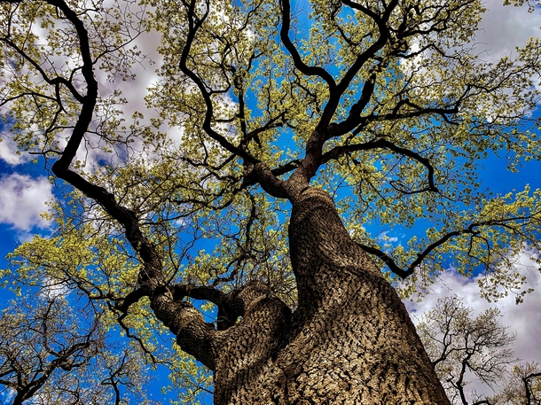 Looking up at a tree in California 
