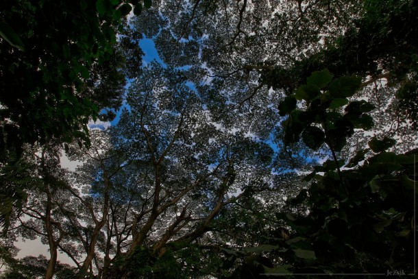 Looking up through the tree canopy Oahu 