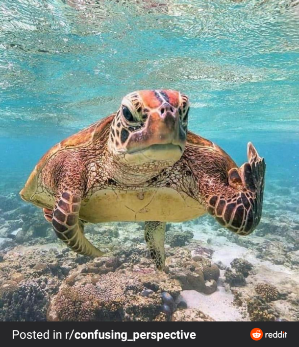 Looks can be deceiving A seemingly pissed off sea turtle flipping the bird