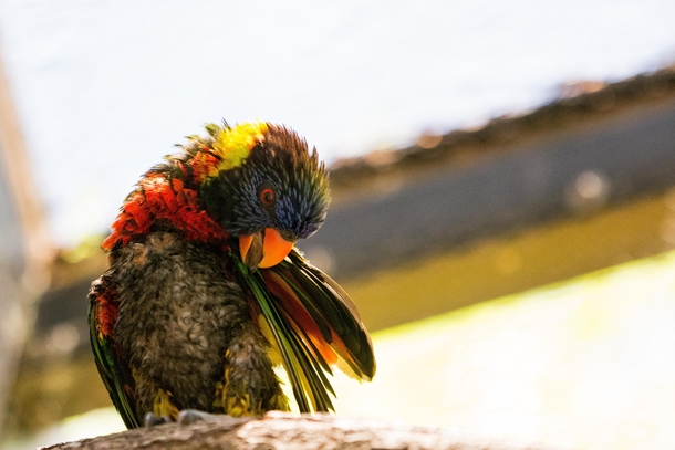 Lorikeet that just rolled out of bed 