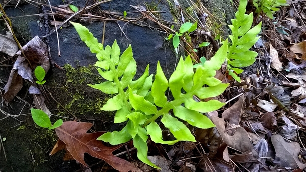 Lorinseria areolata Netted Chain Fern  growing now in wet acidic soils of the Eastern USA