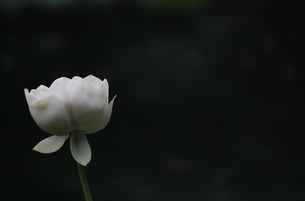Lotus Flower Nelumbo necifera