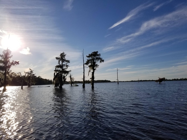 Louisiana bayou x 