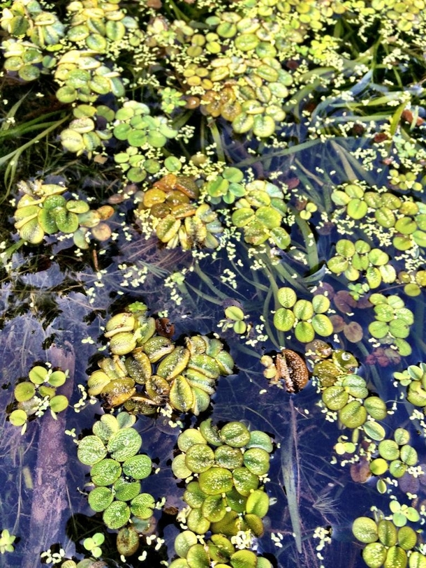 Louisiana Swamp Aquatic Vegetation Salvinia molesta Salvinia minima Lemna major and Lemna minor 