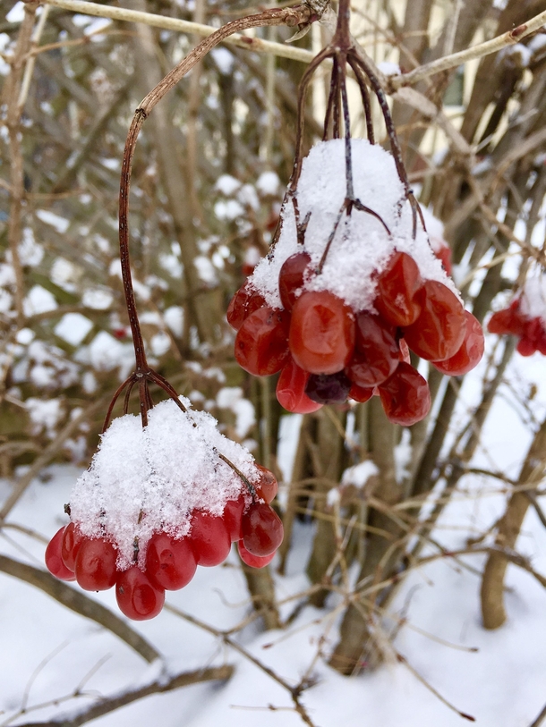 Love finding the contrast of these vibrant red berries topped with a snow cap