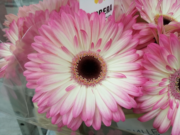 Love my job  Gerbera