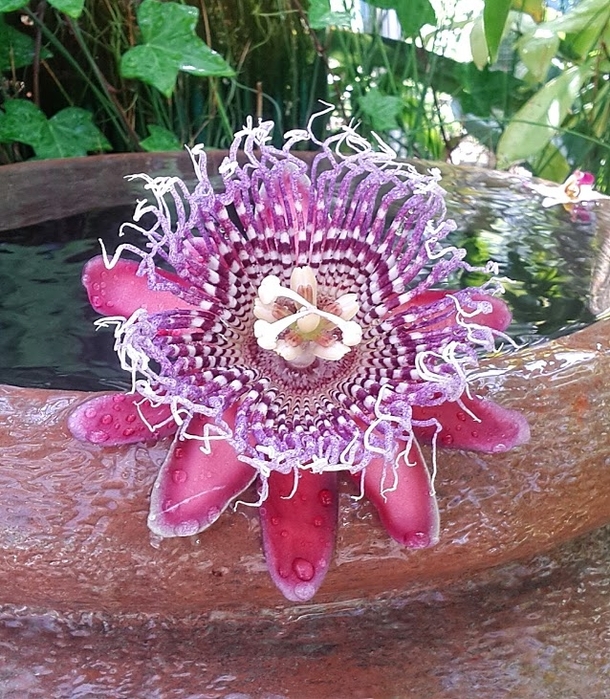 Lovely details and colors in this Passion Flower Passiflora Photorator