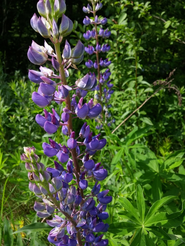 Lovely Lupines 
