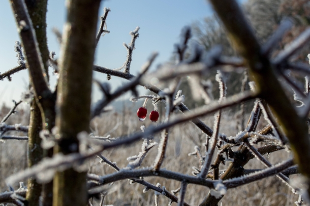 Low Veluwe The Netherlands - Berries in the winter 