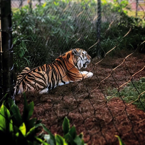 LSUs Bengal Tiger Mike VI in all of his Majesty Panthera tigris tigris 
