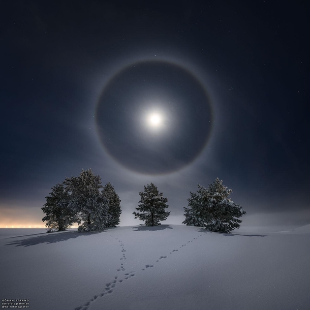 Lunar Halo over snowy trees in stersund Sweden Gran Strand
