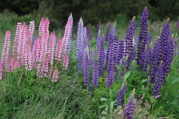 Lupine in New Zealand running into these flowers was one of the happiest of moments my year 