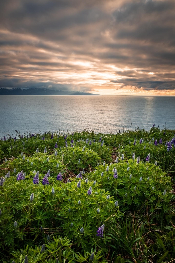 Lupines on a cliff outside Hsavk north Iceland 