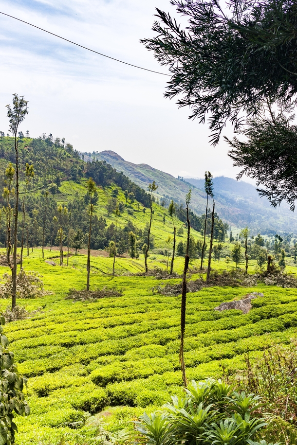 Lush green tea plantations of ooty OC 