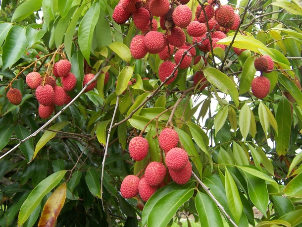 Lychee fruits Litchi chinensis photo by Bruno Navez 