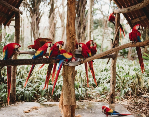 Macaw Sanctuary in Costa Rica