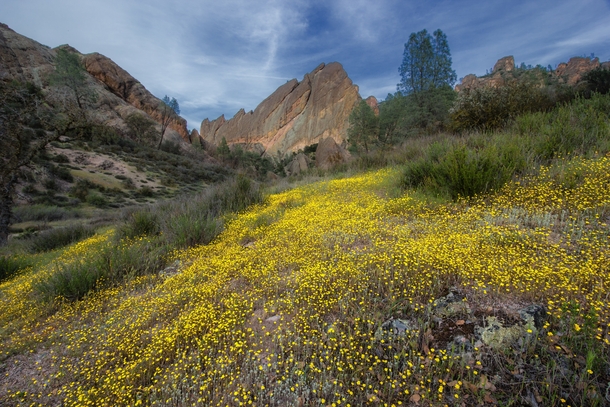 Machette ridge wildflowers Pinnacles National Park Paicines California   By Michael Ballard